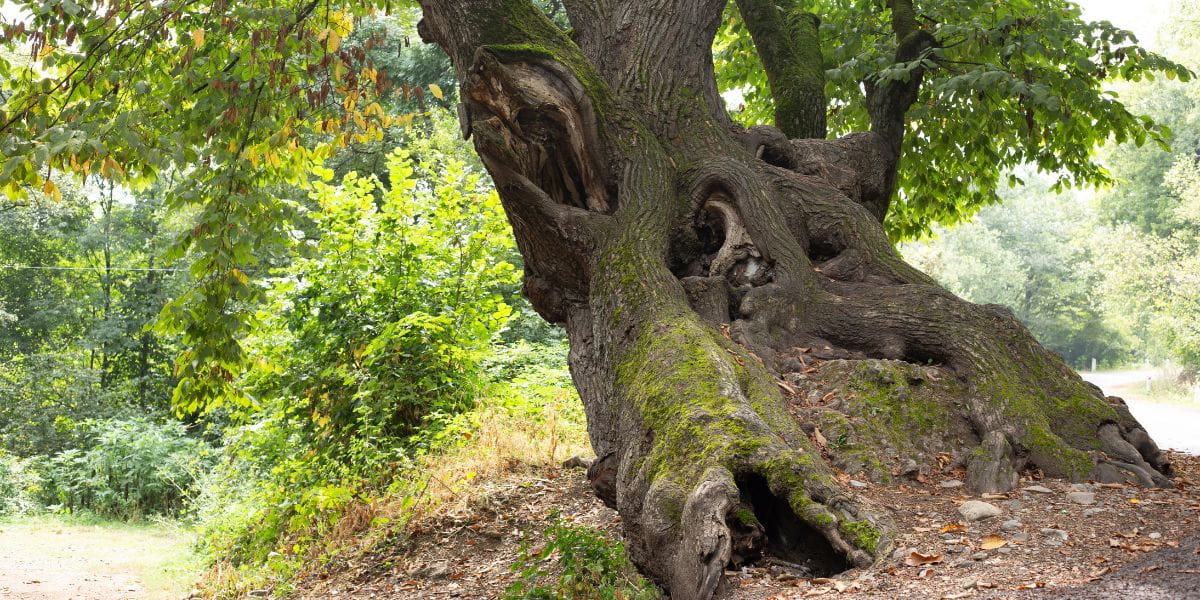 How Split Trunks Affect Tree Health and Survival